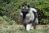 SPITZ LOUP 027